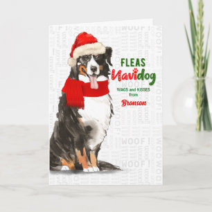 vom Hund Bernese Mountain Dog Weihnachten