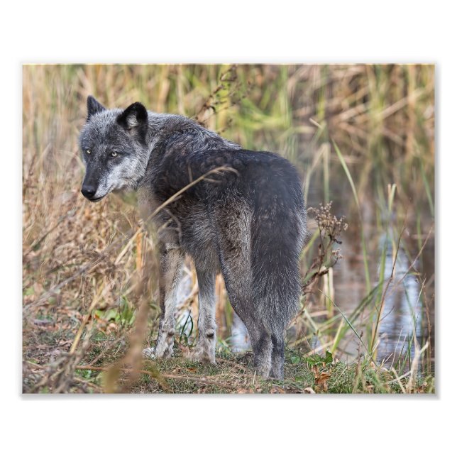 Vom Wasser Stehender Holzwolf Fotodruck (Vorne)