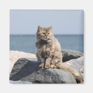 Vom Wind zerzauste Katze am Meer Süßes Foto Magnet