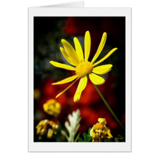 Von der Sonne geküsst