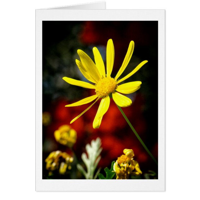 Von der Sonne geküsst (Vorne)