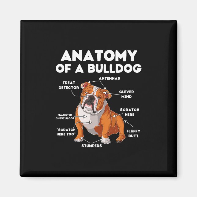 von einem Bulldog Magnet (Vorne)