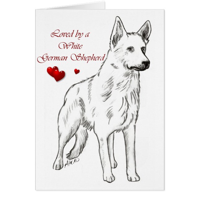 Von einem weißen deutschen Hirten geliebt (Vorne)