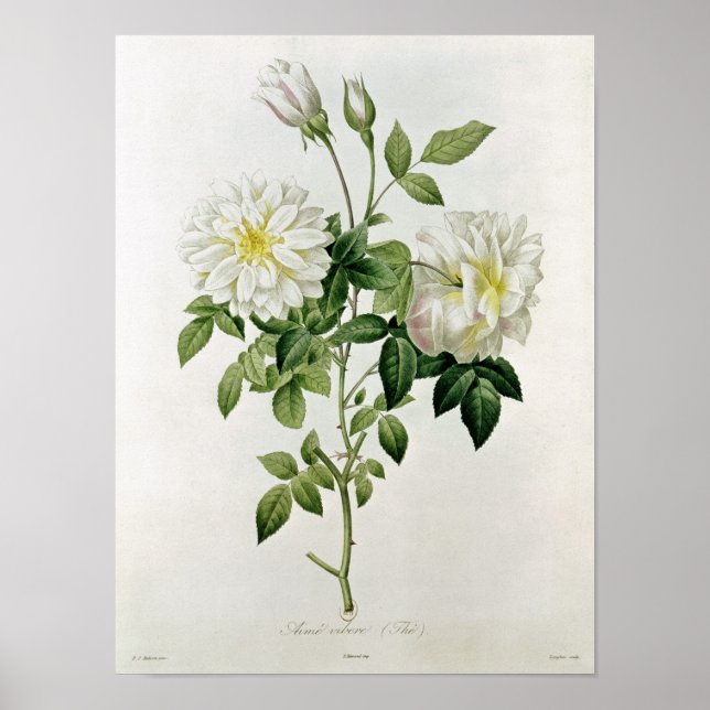 Von Eustache Hyacinthe eingravierte Aime Vibere Poster (Vorne)