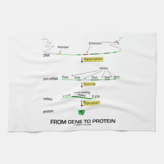 Von Gen zu Protein Küchentuch