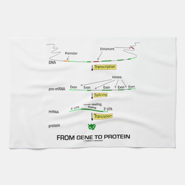 Von Gen zu Protein Küchentuch (Horizontal)