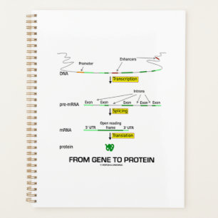 Von Gen zu Protein Molekularbiologie Planer