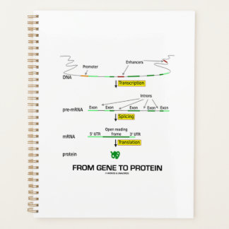 Von Gen zu Protein Molekularbiologie Planer