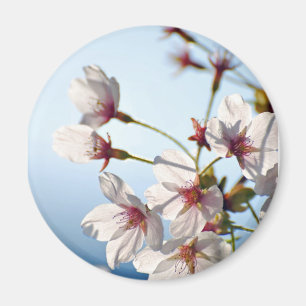 Von hinten beleuchtete Kirschblüten Magnet