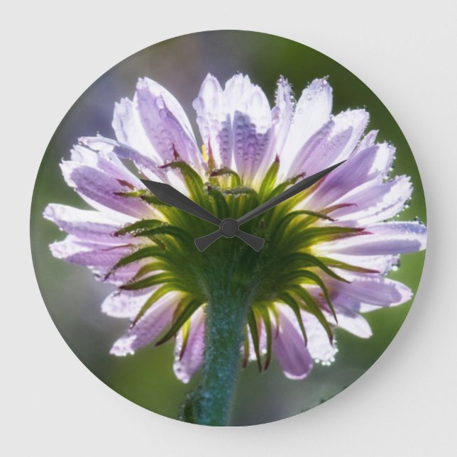 Von hinten beleuchtete lila Wildblume mit Dewdrops Große Wanduhr (Vorderseite)