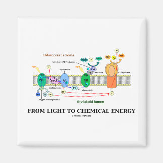 Von Licht zu chemischer Energie (Fotosynthese) Magnet