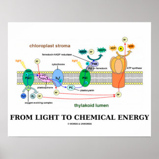 Von Licht zu chemischer Energie (Fotosynthese) Poster