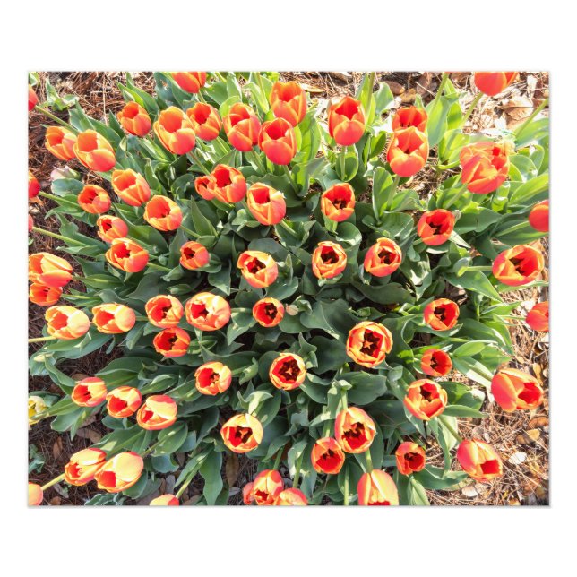 Von oben sichtbare Tulips Fotodruck (Vorne)