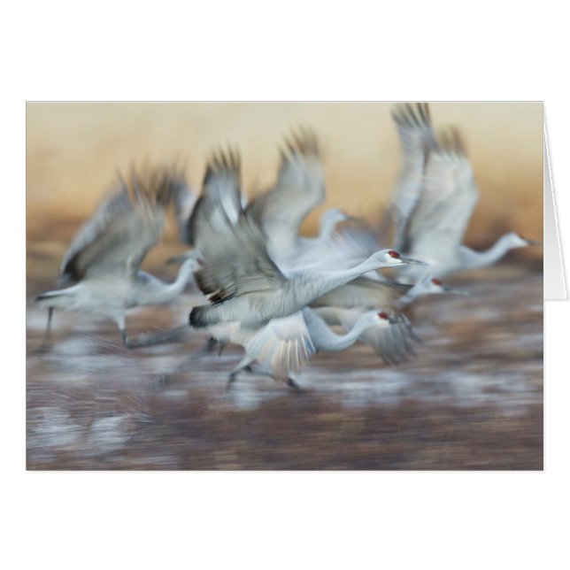 Von Sandhill Cranes abheben. (Vorderseite (Horizontal))