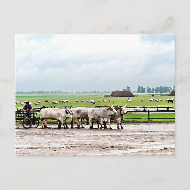 Von ungarischen Graukatteln gezeichnet Warenkorb Postkarte (Vorderseite)