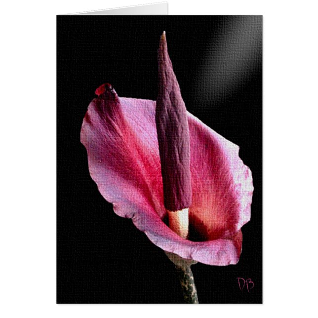 Voodoo Lily Cards (Vorne)