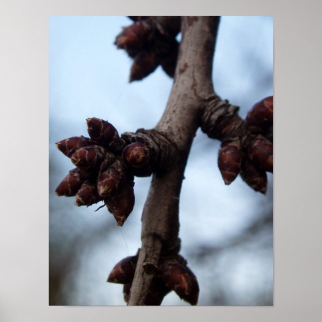 Vor dem Blossom-Poster Poster (Vorne)