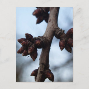 Vor der Blossom Postkarte