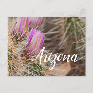 Vor der Blüte Arizona Postkarte