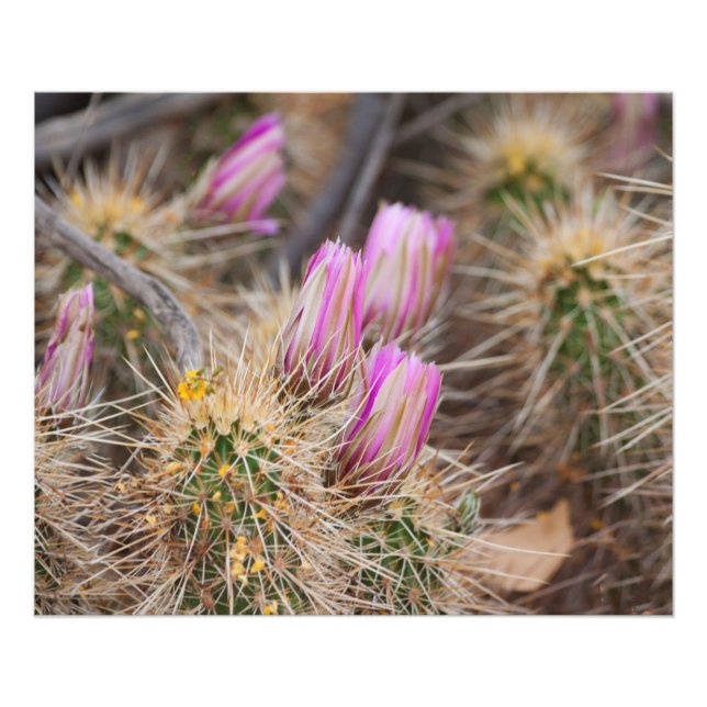 vor der Blüte Fotodruck (Vorne)