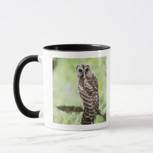 Vor-Erwachsener das Nest vor kurzem verlassend Tasse
