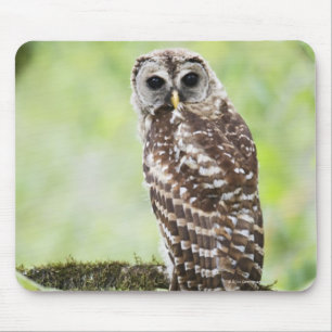 Vor kurzem Untererwachsene, die das Nest links hab Mousepad