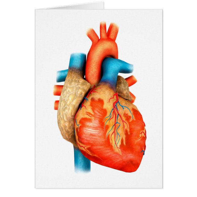 Vorderansicht des menschlichen Herzens (Vorne)