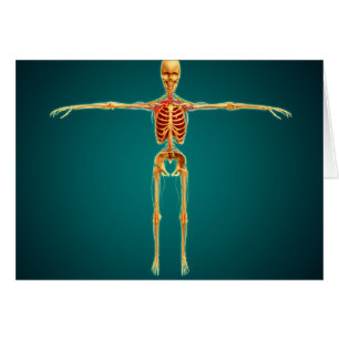 Vorderansicht des menschlichen Skeletts mit