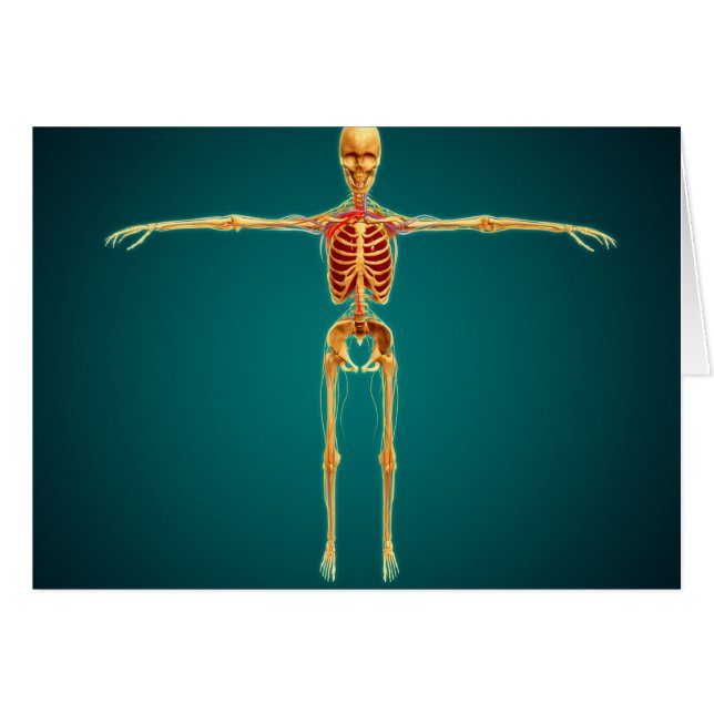 Vorderansicht des menschlichen Skeletts mit Nerven (Vorderseite (Horizontal))