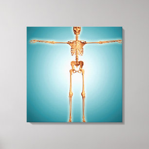 Vorderansicht des menschlichen Skelettsystems Leinwanddruck
