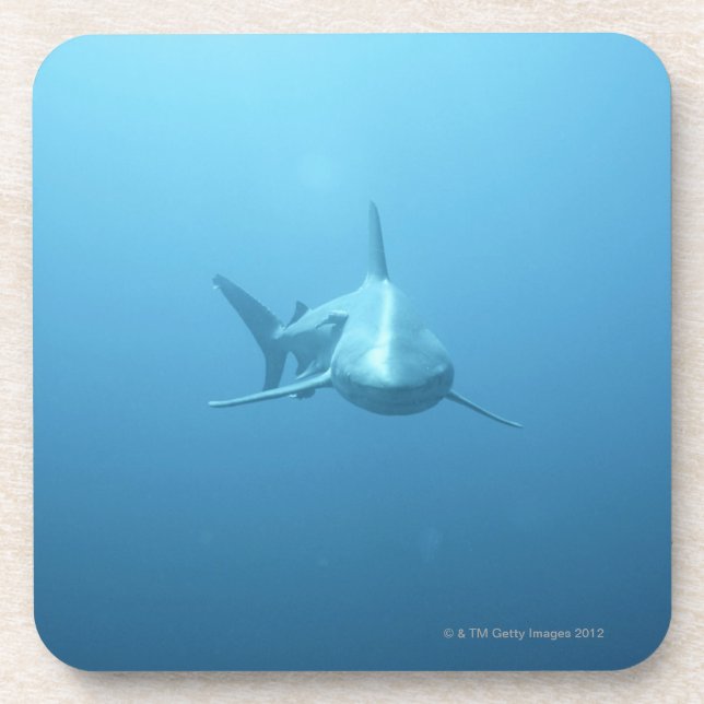 Vorderansicht eines Tiger-Haifischs Untersetzer (Vorderseite)