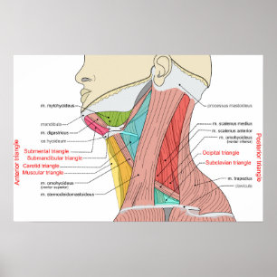 Vordere hintere Dreiecke Hals Anatomie Muskeln Poster