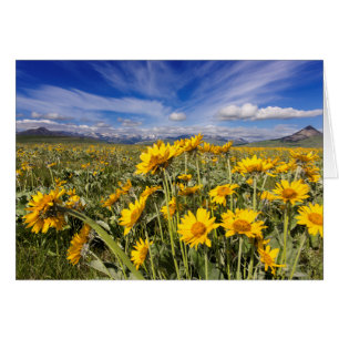 Vordere Kette der Rocky Mountains