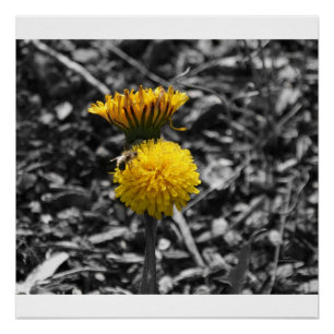 Vorfrühling-Bestäubung Poster