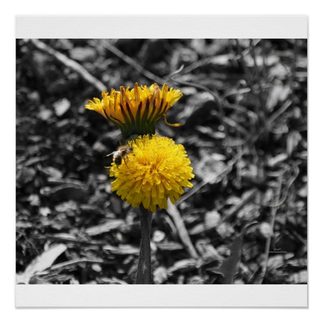 Vorfrühling-Bestäubung Poster (Vorderseite)