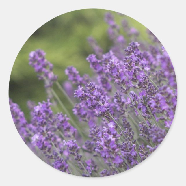 Vorlage für Aufkleber füllen - Maßgeschneidert (Vorderseite)