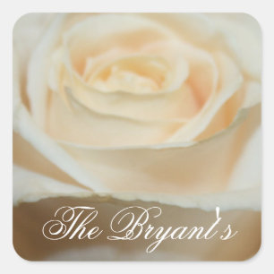 Vorlage für cremige, weiße Rosenaufkleber Quadratischer Aufkleber