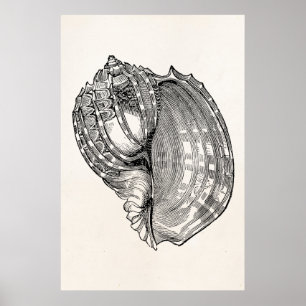 Vorlage für Vintage Harfe Seashell Antike Muscheln Poster