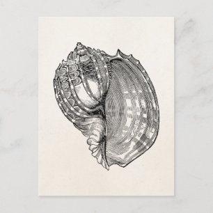 Vorlage für Vintage Harfe Seashell Antike Muscheln Postkarte