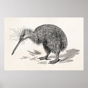 Vorlage für Vintage Kiwi Bird Antique Birds Poster