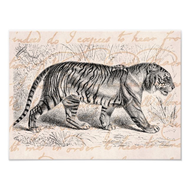 Vorlage für Vintage Tiger-Illustrationen Fotodruck (Vorne)