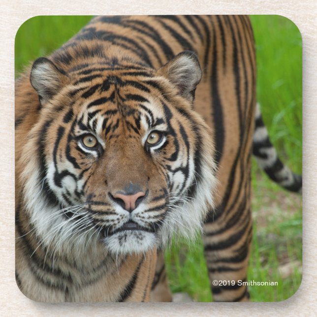 Vorlage Getränkeuntersetzer (Vorderseite)