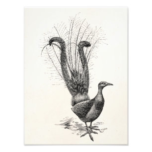 Vorlage zur Vintagen Lyre Bird Lyrebird-Illustrati Fotodruck