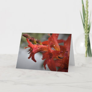 Vormittagskuppe, Karte