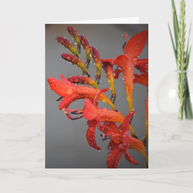 Vormittagskuppe, Karte (Vorderseite)