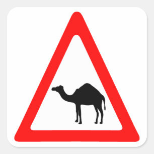 Vorsicht, Camel überquert Verkehrszeichen Quadratischer Aufkleber