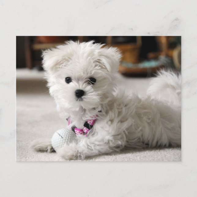 Vorsicht! Postkarte (Vorderseite)