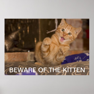 Vorsicht vor dem Kitten Poster