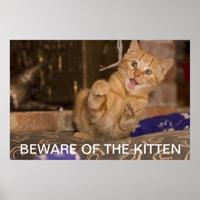 Vorsicht vor dem Kitten Poster (Vorne)