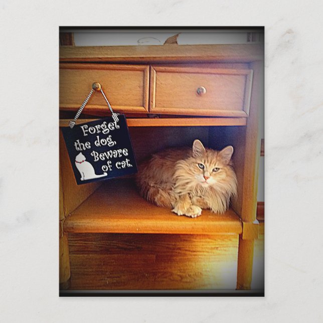Vorsicht vor der Katzenpostkarte Postkarte (Vorderseite)